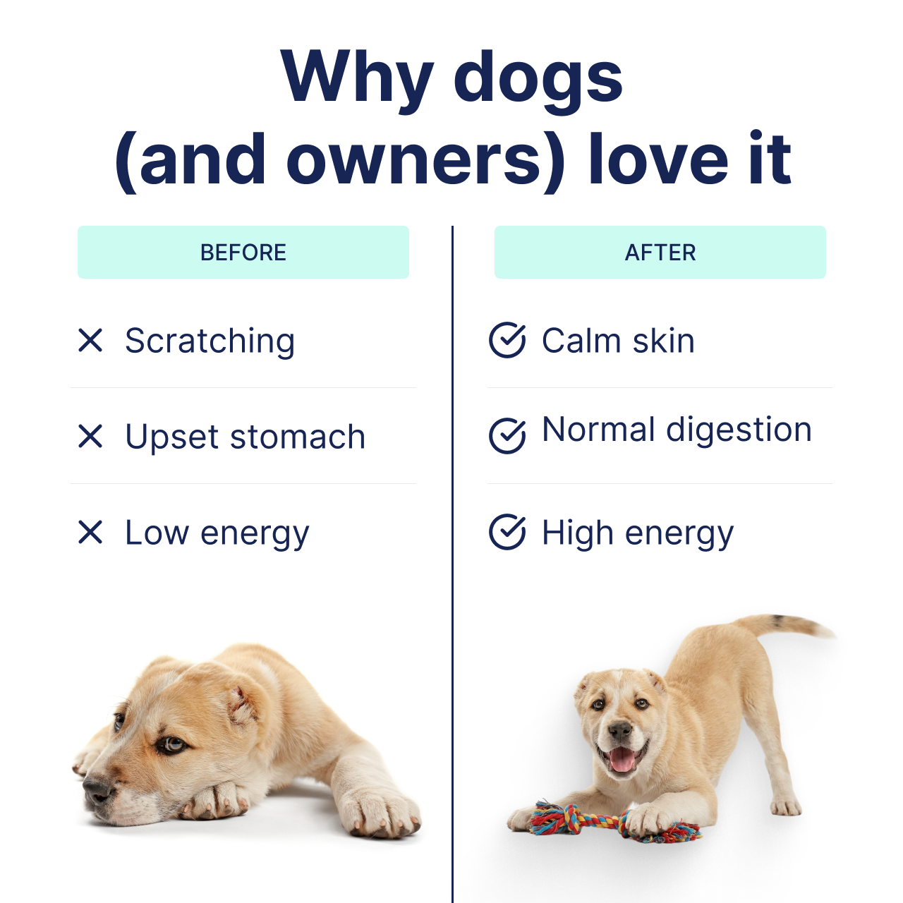 Probiotics for Dogs